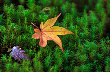 Autumn Leaves On Forest Floor
