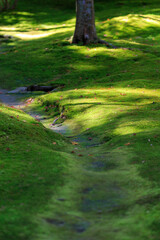 Background of beautiful green grass pattern