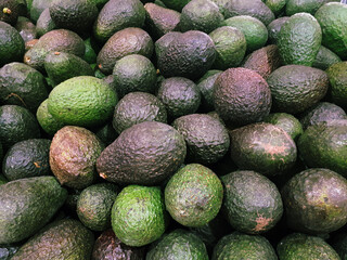 Aguacate. Avocado