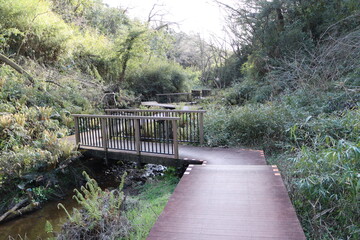 小網代の森の散策路 Wall Mural Wallpaper Murals Acchity