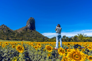 Fototapeta premium Sunflowers field with blue sky at Khao Jeen Lae,Lopburi Province,Thailand.