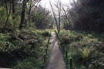 Obraz premium 小網代の森の散策路