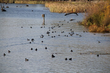 Flock of young birds swimming on a lake.