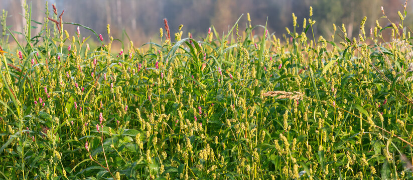 Persicaria maculosa, lady's thumb flowers in meadow.