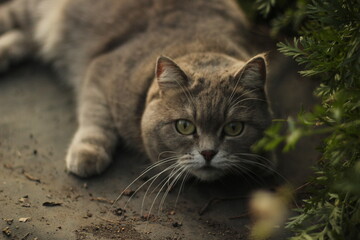 Tabby cat hiding on the grass