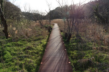 小網代の森の散策路 Wall Mural Wallpaper Murals Acchity