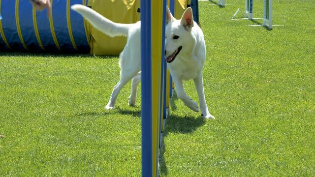 A big white dog criss-crossing the tall poles on the green grassy lawn in the park
