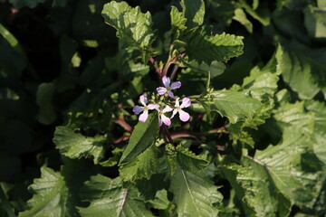 小網代の森の浜大根の花 Wall Mural Wallpaper Murals Acchity