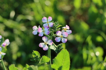 小網代の森の浜大根の花