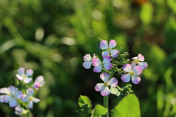 小網代の森の浜大根の花 Wall Mural Wallpaper Murals Acchity