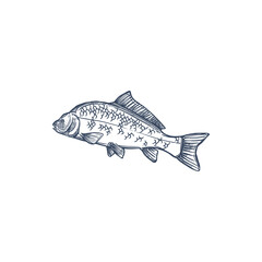 Carp freshwater fish of family Cyprinidae isolated monochrome icon. Vector common silver bighead carp, grass crucian hand drawn aquatic animal. Fish inhabit lakes, ponds, and slow-moving rivers