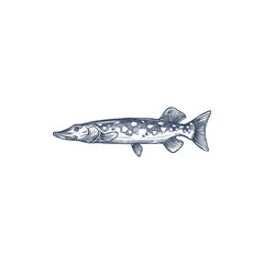 Pike freshwater fish isolated monochrome sketch. Vector blue walleye, Sander vitreus. Esox or pickerel, elongated torpedo-like predatory fish. Mackerel pike or Pacific saury, Ctenoluciidae characins