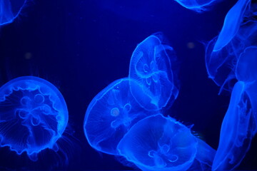 jellyfish on blue background in water