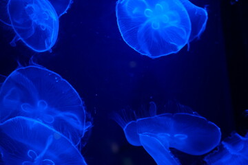 jellyfish on blue background in water