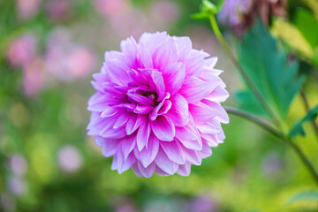 紫のダリア