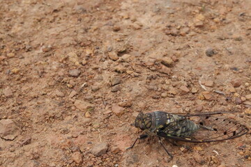 The big cicada live on the humid, brown and rocky muddy soil, and the birds live in the tropics.
Can sing very loudly, have space for text. Ideas for flying forward. Take photo in Thailand.