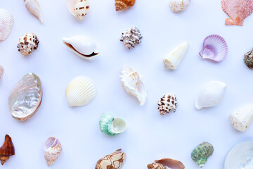 Composition of starfish and exotic sea shells on white background. Top view
