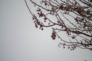 Iced tree branch