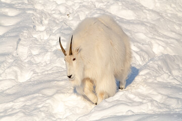 A fluffy mountain goat seen in natural daylight lighting with horns, pure white coat, fur. Snowy, snow covered background  and landscape in northern Canada.