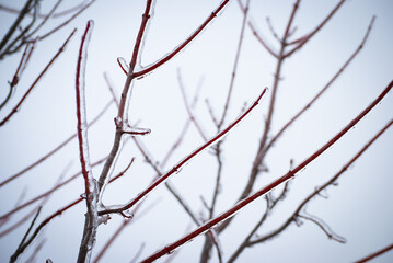 Ice on Bare Tree Branches