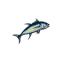 Atlantic bluefin tuna isolated saltwater fish sketch. Vector saltwater animal, atlantic bluefin tunny