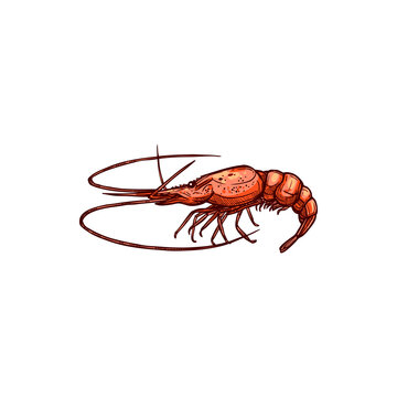 Shrimp Shellfish Crustaceans Isolated Prawn Sketch. Vector Underwater Animal, Monochrome Raw Or Cooked Seafood