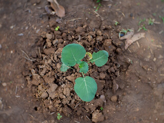Salad vegetable plots grown in order