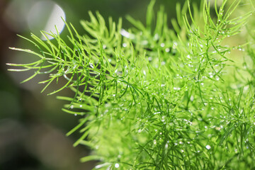 Asparagus fern are growing up