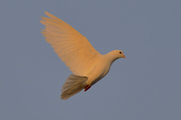 Pigeon isolated on sky different moves