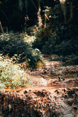 The Forest
