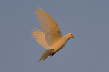 Pigeon isolated on sky different moves