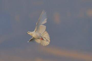 Pigeon isolated on sky different moves