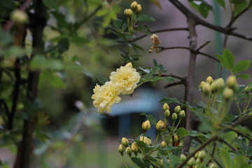 モッコウバラの黄色い小さなバラの花