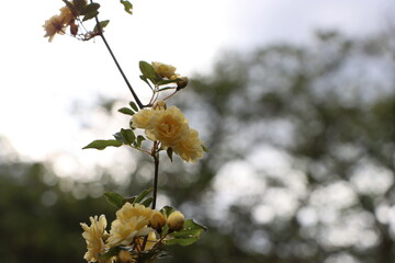 モッコウバラの黄色い小さなバラの花
