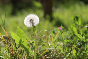 タンポポの綿帽子