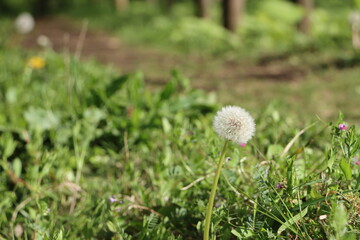 タンポポの綿帽子