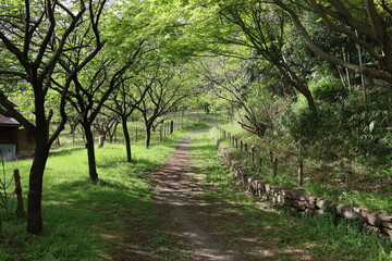 森林公園の道