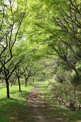 Obraz premium 森林公園の道