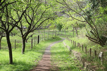 森林公園の道