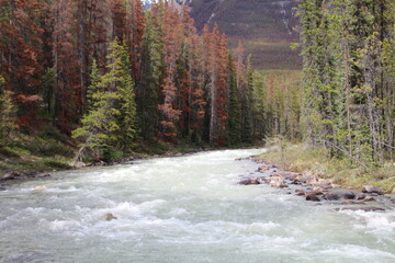 Trees By Sunwapta River, Jasper National Park, Alberta