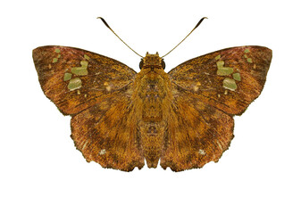 Fulvous Pied Flat ( Pseudocoladenia dan ) butterfly isolated on white background, Green abstract pattern on insect wings full of brown hair