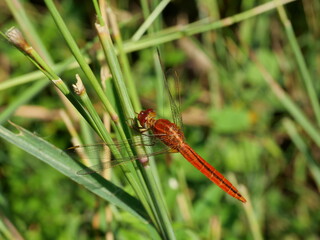 Scarlet skimmer or crimson darter ( Crocothemis servili ) on leaf with natural green background, Red color meadowhawk dragonfly in Thailand