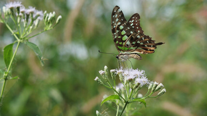 Green with brown and black color striped on Tailed Jay butterfly wing, Tropical insect seeking nectar on Bitter bush or Siam weed blossom in the field with natural green background, Thailand