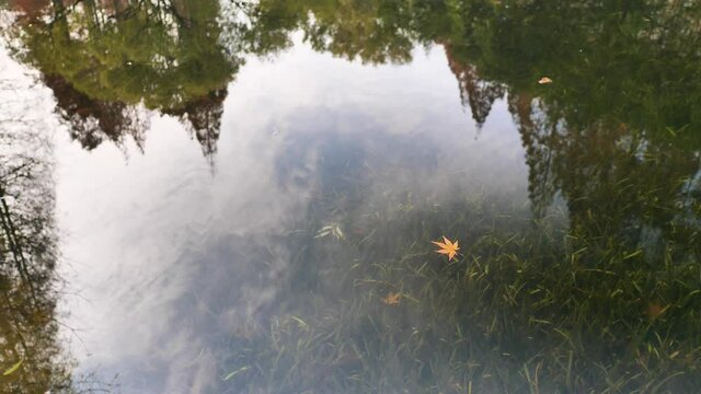 Yellow maple leaf folating on peaceful lake with the reflection of trees and sky, clean water due to CPL effect, water grass sway in water, 4k slow motion b roll footage.