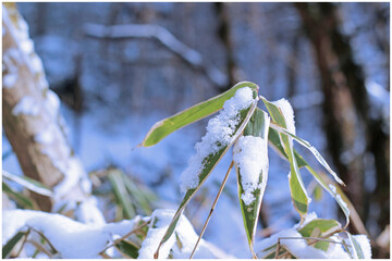 Snow on bamboo leaves in the forest