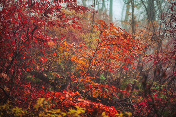 赤色の森　木　霧