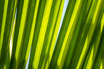 The back of the palm leaf pattern. When looking through the light of the sun. The beauty of nature.