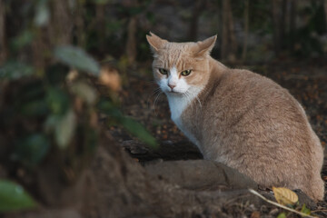 Fototapeta premium 不機嫌な野良猫