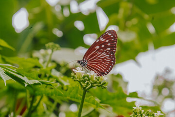 butterfly on a flower