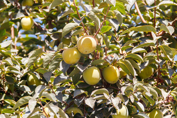 Unripe persimmon fruits hanging on tree branches in the garden